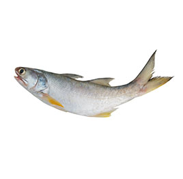 Rawas - Above 1 kg 